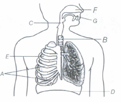 Respiration In Organisms - Important Questions Model Paper In 7th ...