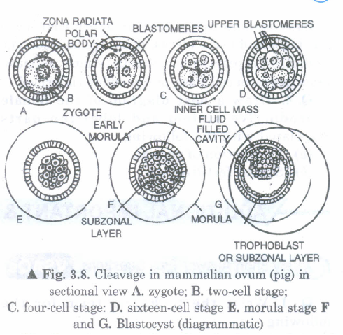 CBSE 12th Biology Human Reproduction Ncert Exemplar 5 Mark Questions ...